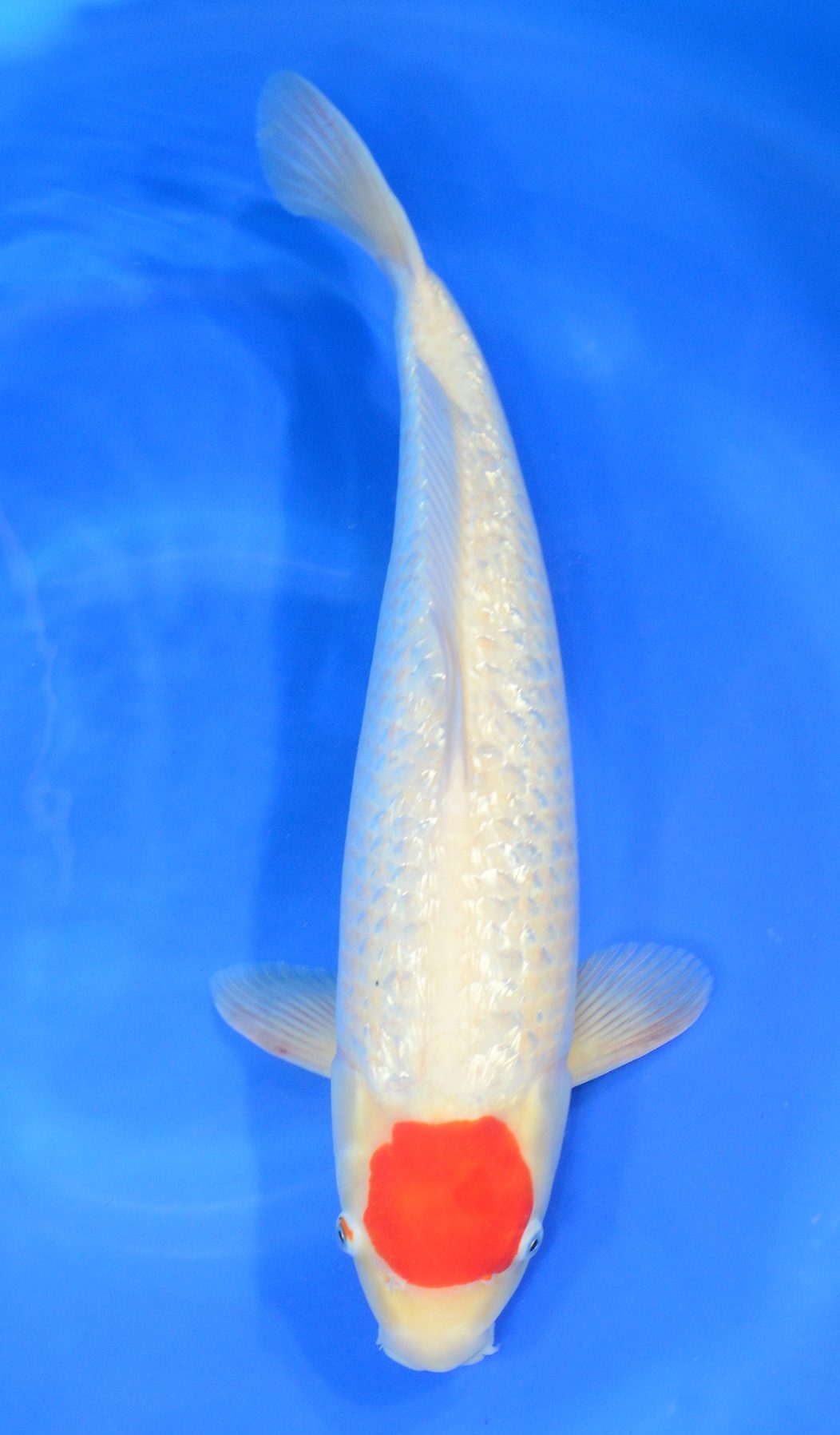 Gin Rin Tancho Kohaku Grand Koi, LLC