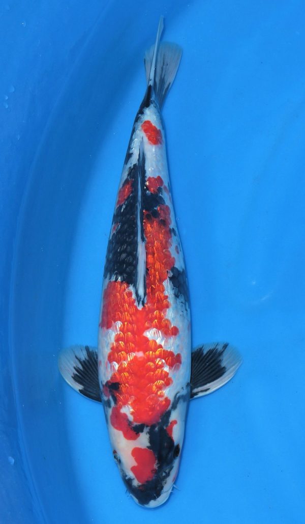 Gin Rin Showa SOLD