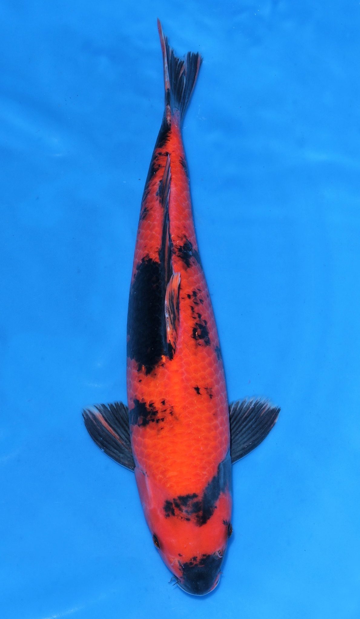 Hi Utsuri SOLD - Grand Koi, LLC