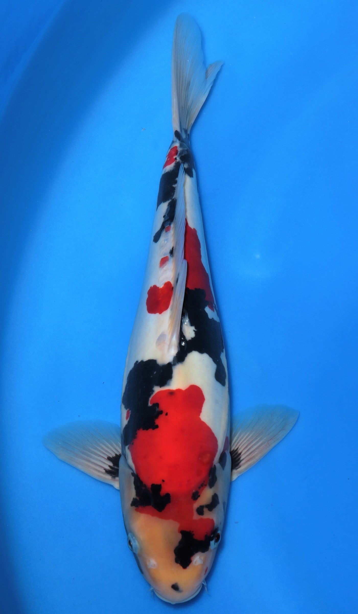 Doitsu Showa | Doitsu Showa Koi Fish for Sale