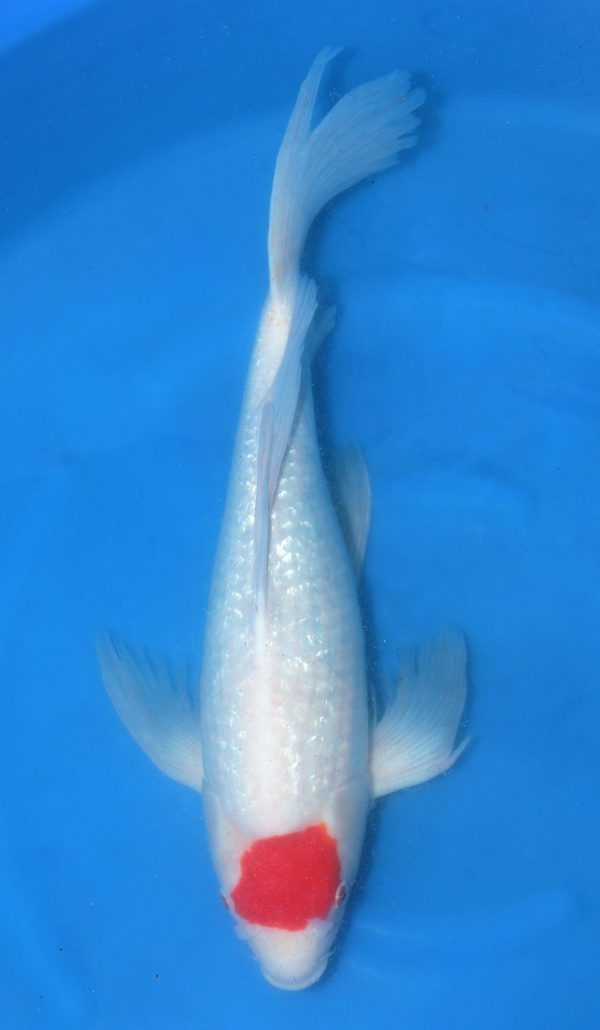 kohaku＊L Kohaku - koi #x0625a029 - Dainichi Koi Farm