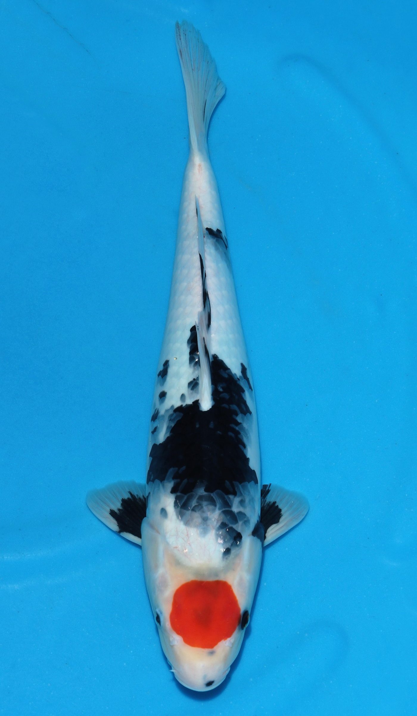 Tancho Showa - Grand Koi, LLC