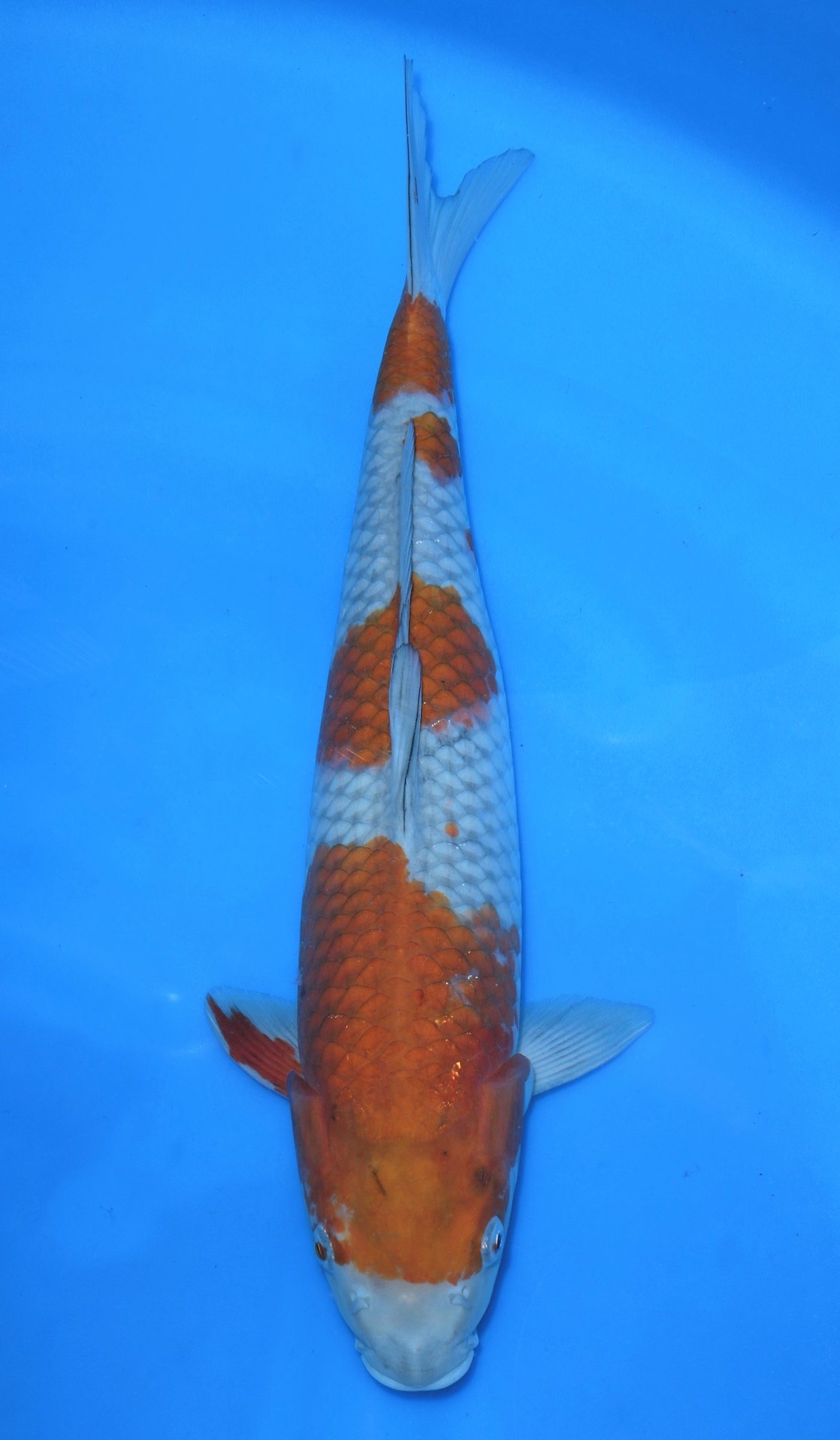 Ochiba SOLD - Grand Koi, LLC