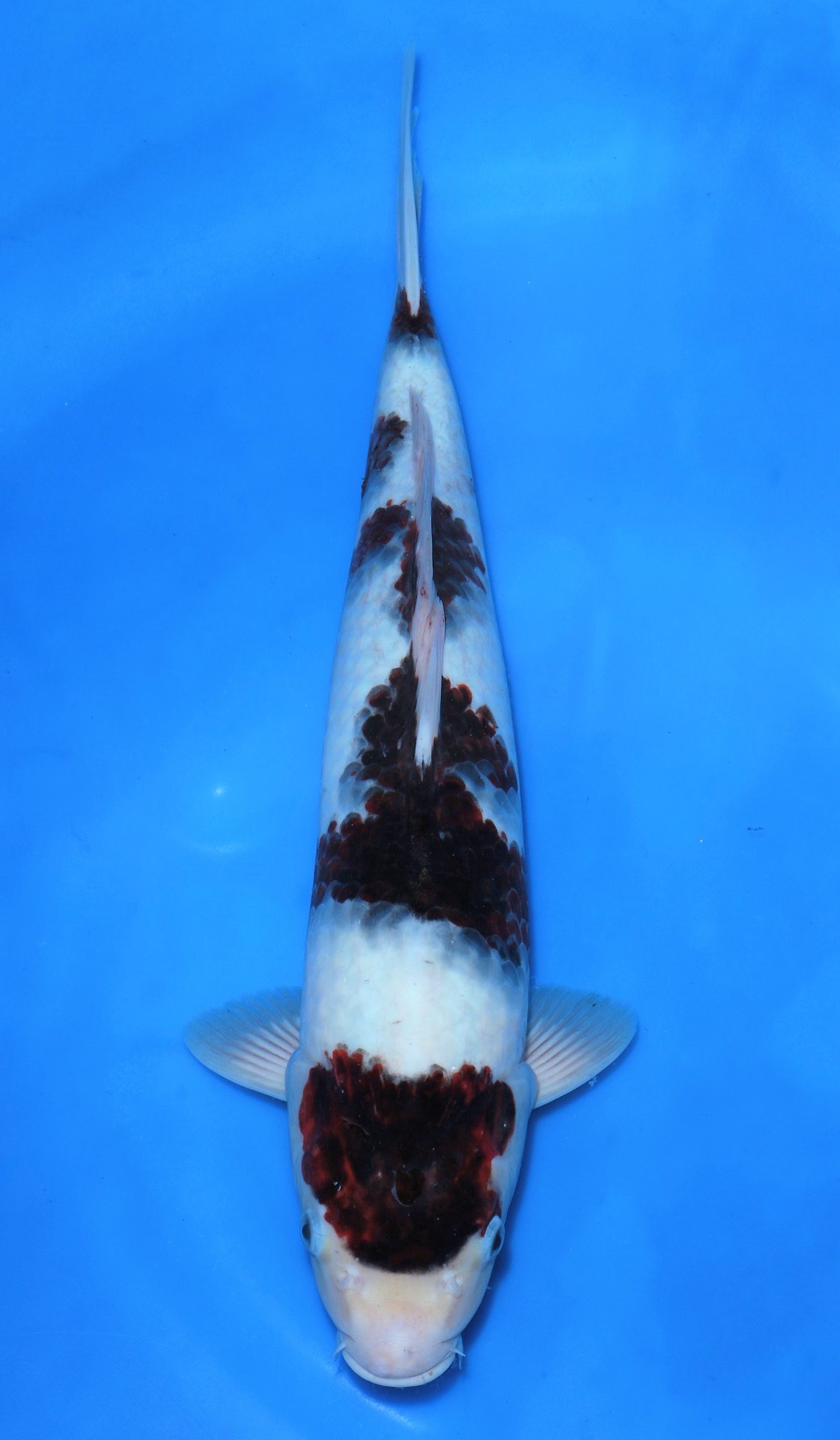 Budo Goromo SOLD - Grand Koi, LLC