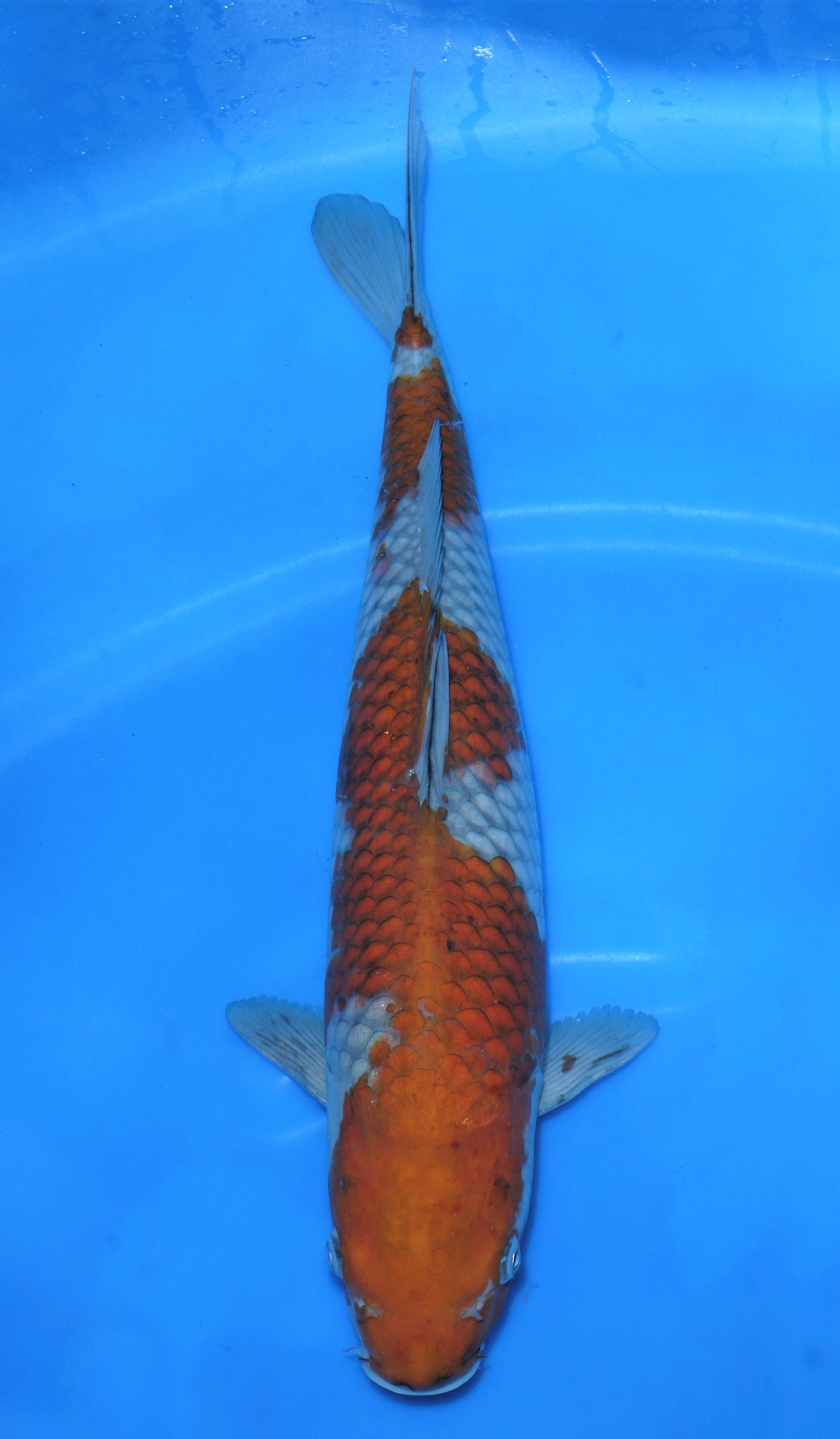 Ochiba SOLD PA - Grand Koi, LLC