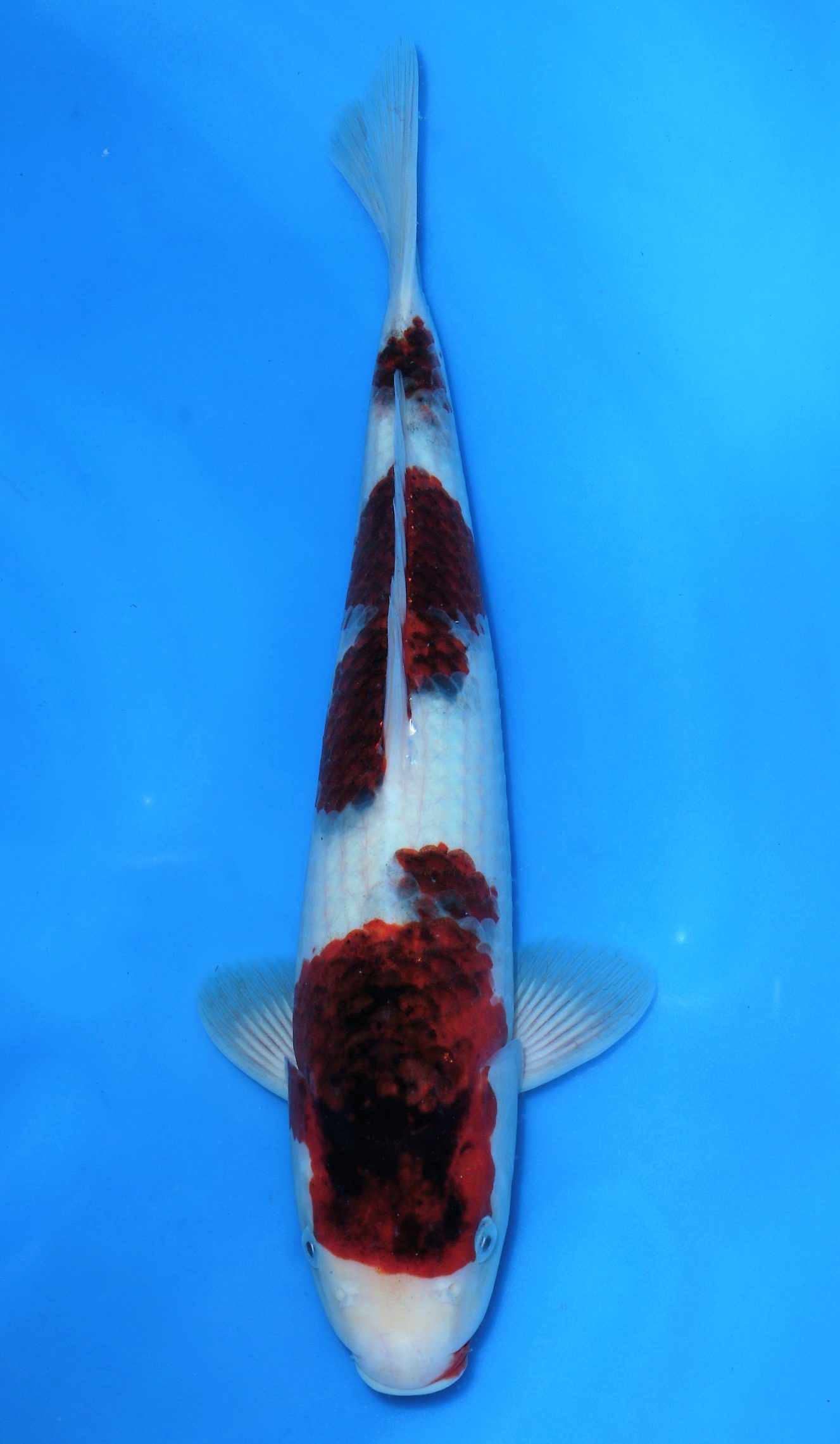 Budo Goromo SOLD - Grand Koi, LLC