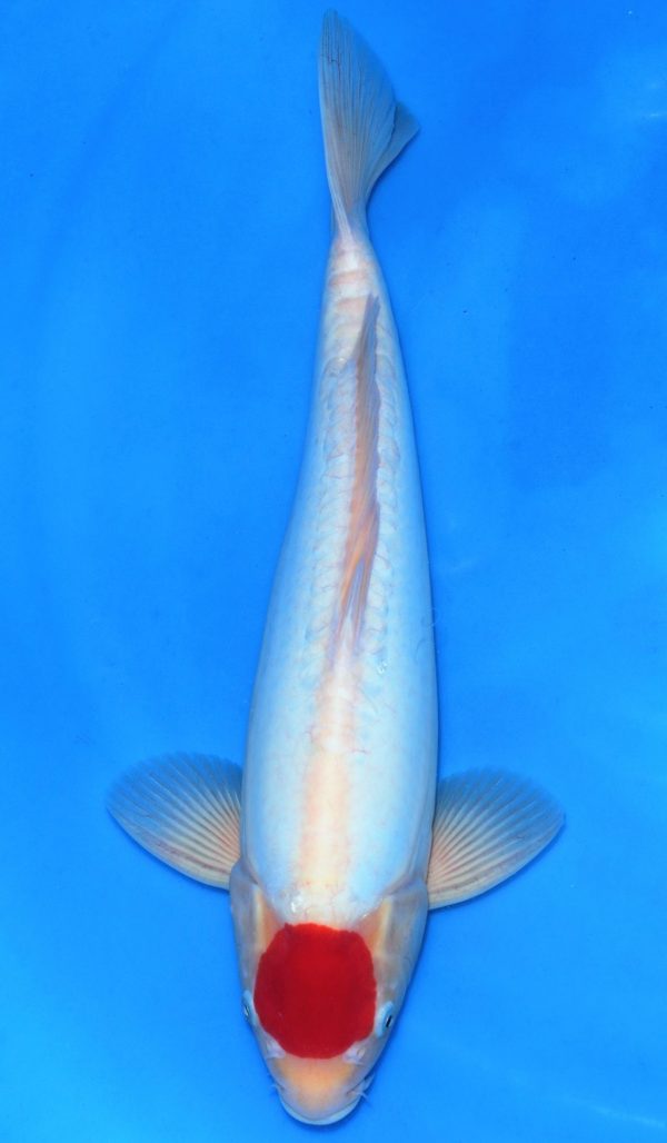Doitsu Tancho Kohaku SOLD