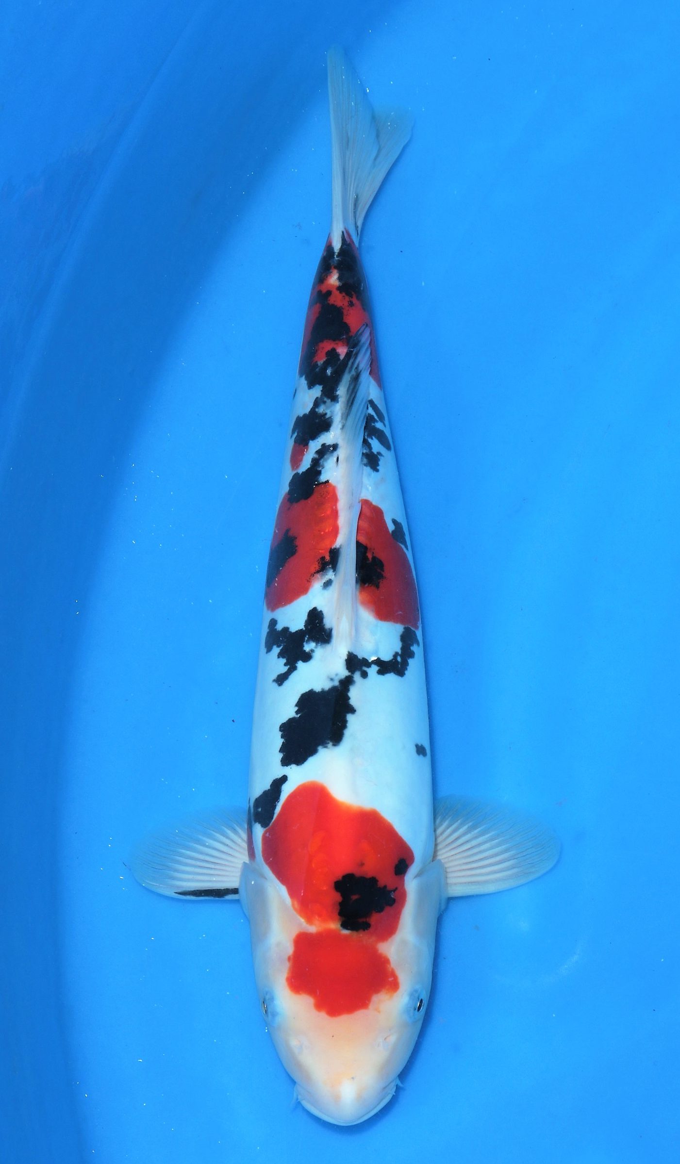 Doitsu Sanke SOLD M 499 | Doitsu Sanke SOLD M 499 Koi Fish for Sale