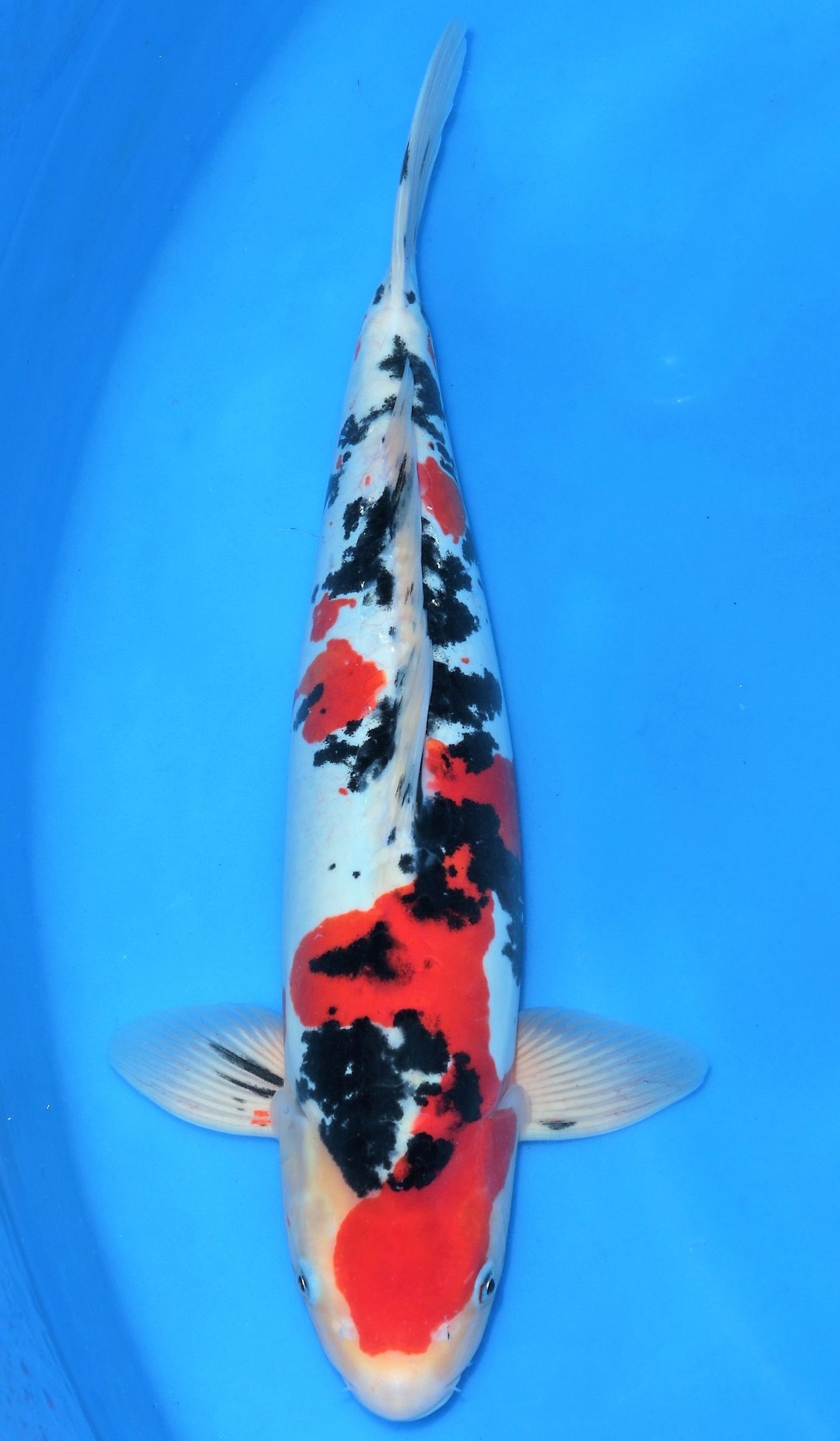 Doitsu Sanke SOLD M 499 - Grand Koi, LLC