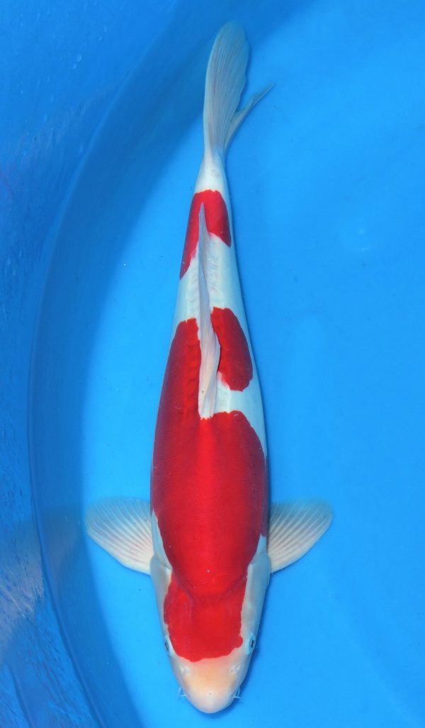 Doitsu Kohaku SOLD