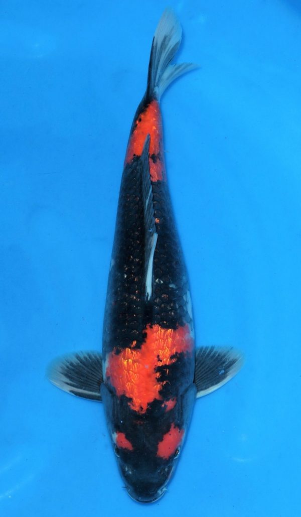 Gin Rin Showa SOLD