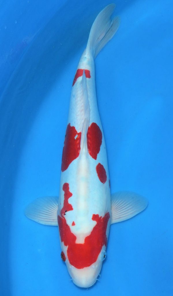 Doitsu Sanke SOLD