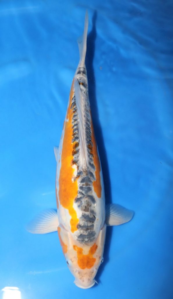 Ki Shusui - Grand Koi, LLC