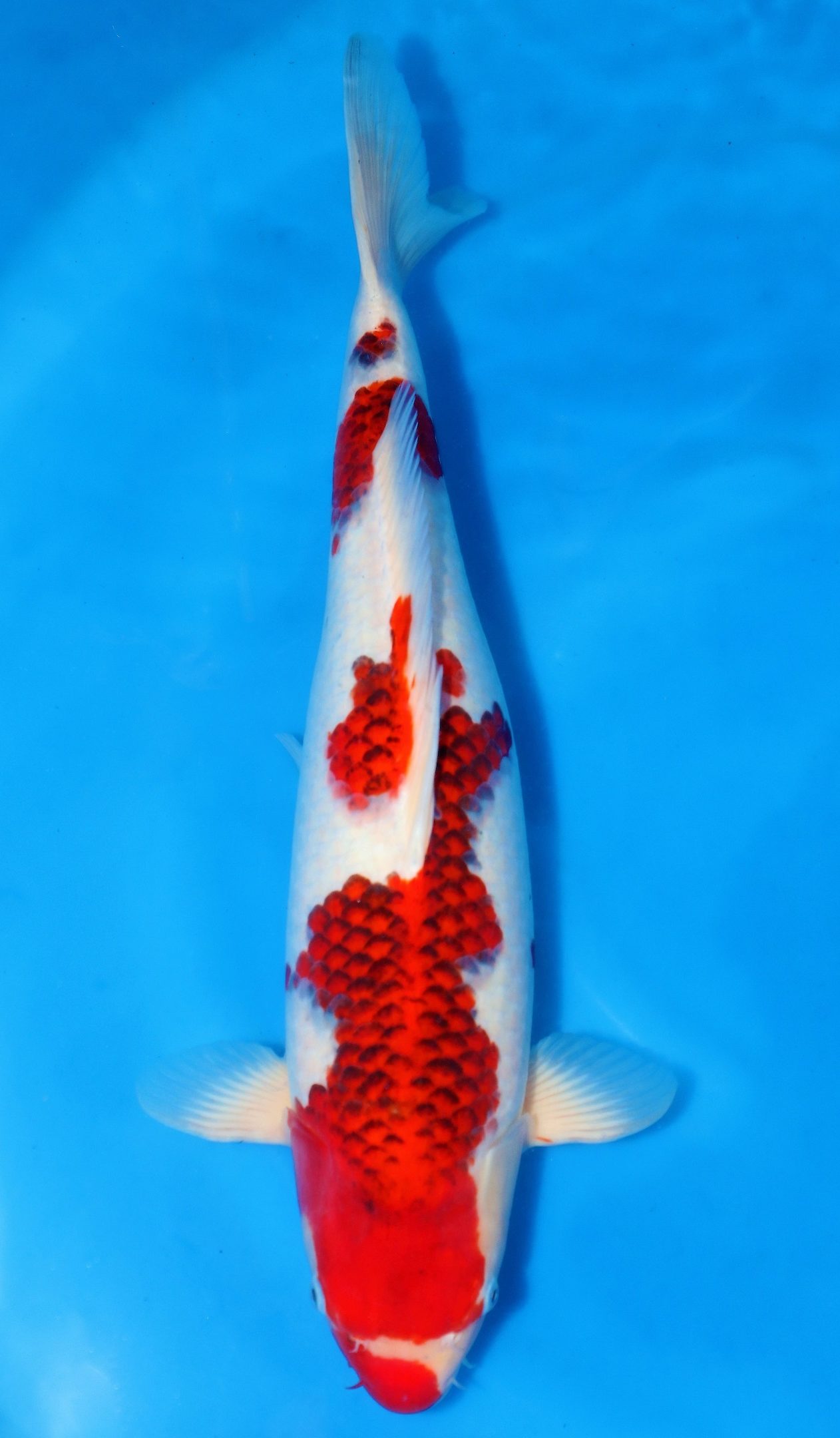 Goromo SOLD - Grand Koi, LLC