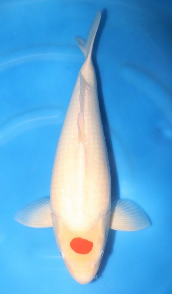 Tancho Kohaku