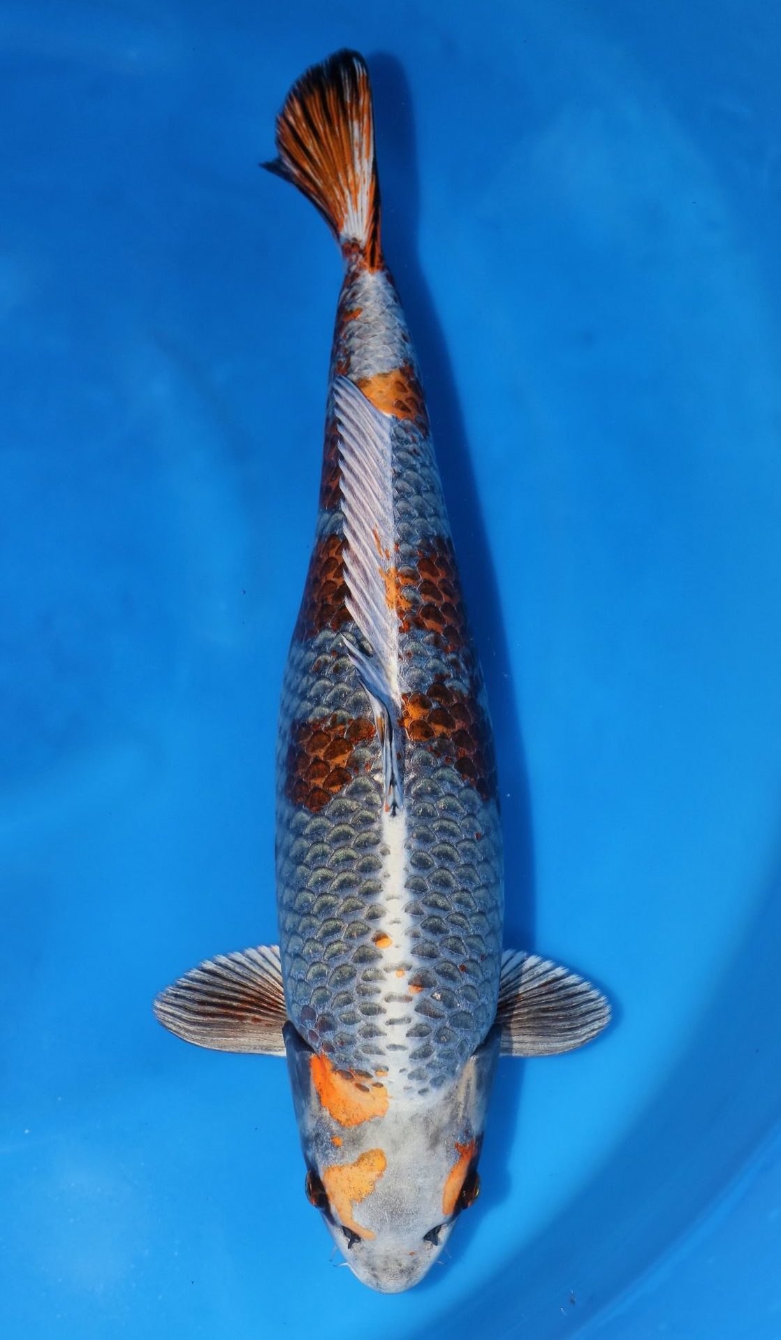 Kin Ki Ochiba S101 - Grand Koi, LLC