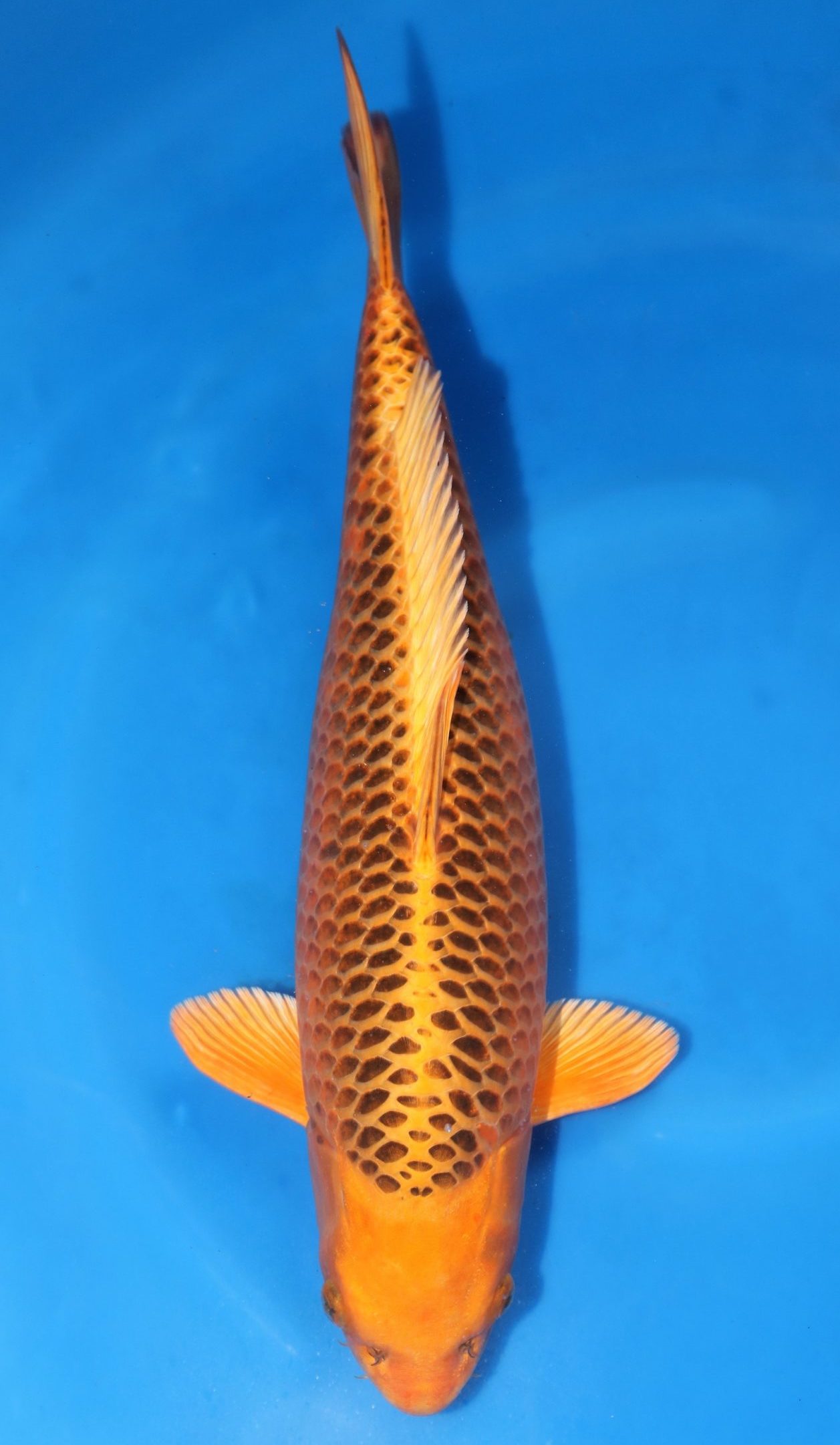 kin matsuba koi Kin matsuba