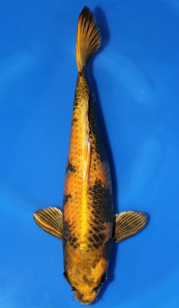 Kin Ki Utsuri SOLD LAM