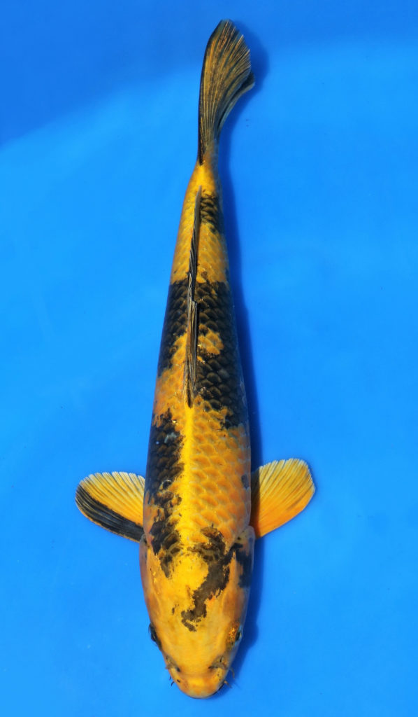 Kin Ki Utsuri SOLD M 450 | Kin Ki Utsuri SOLD M 450 Koi Fish for Sale