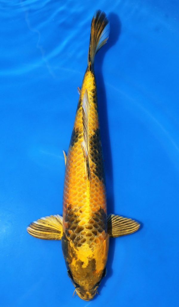 Kin Ki Utsuri SOLD