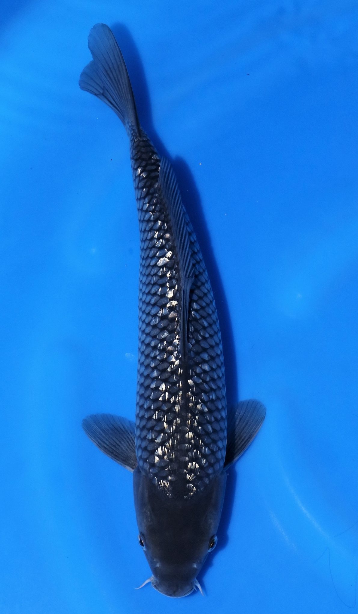 Black Diamond Soragoi SOLD - Grand Koi, LLC