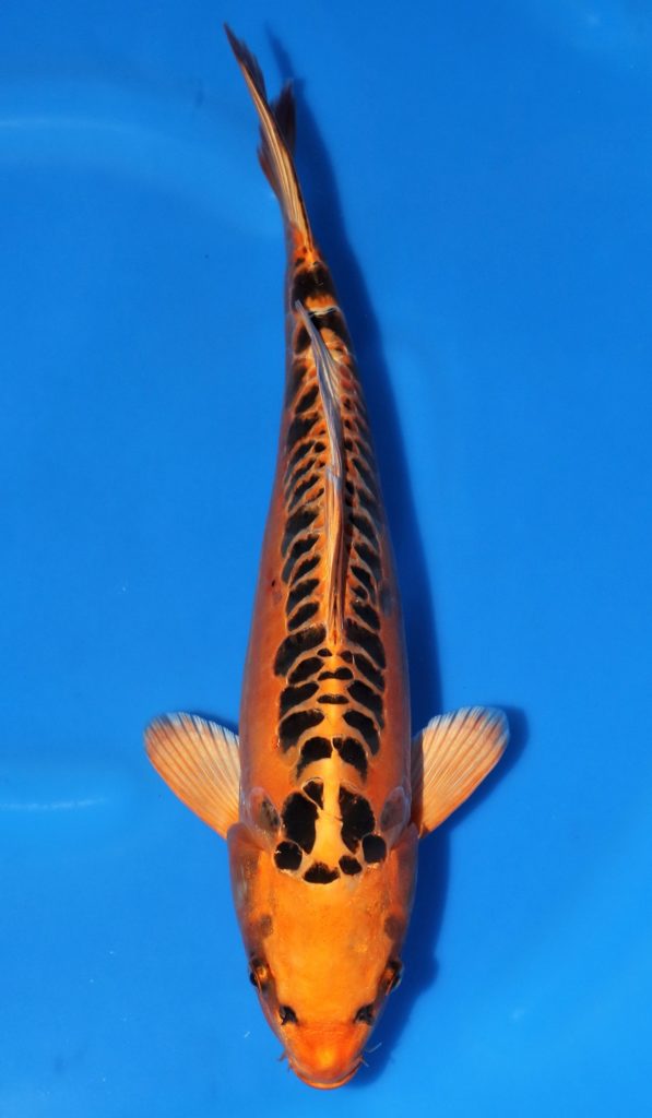 Mizuho Ogon | Mizuho Ogon Koi Fish for Sale