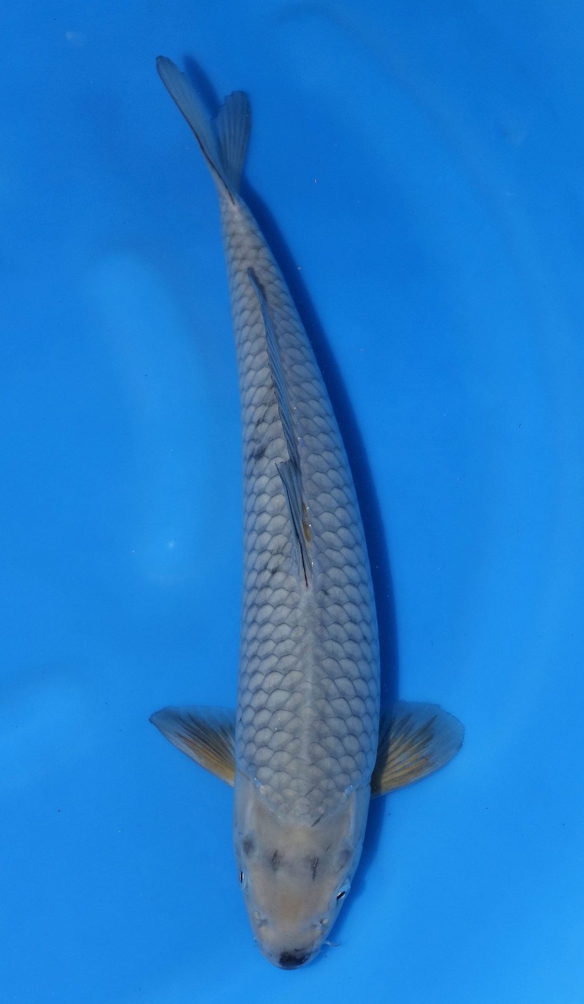 Ochiba | Ochiba Koi Fish for Sale