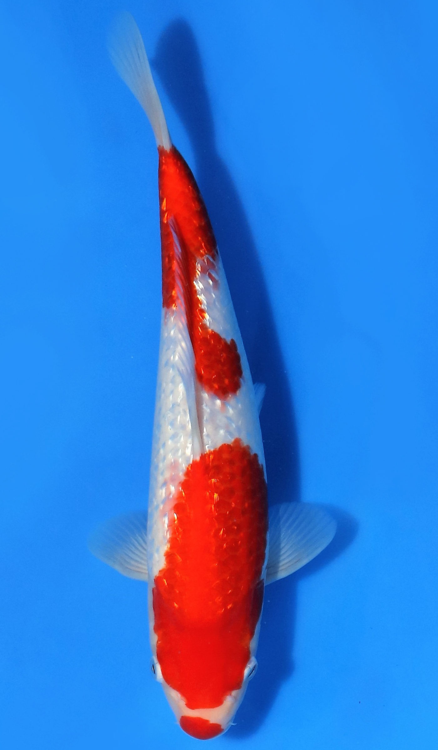 Gin Rin Kohaku - Grand Koi, LLC