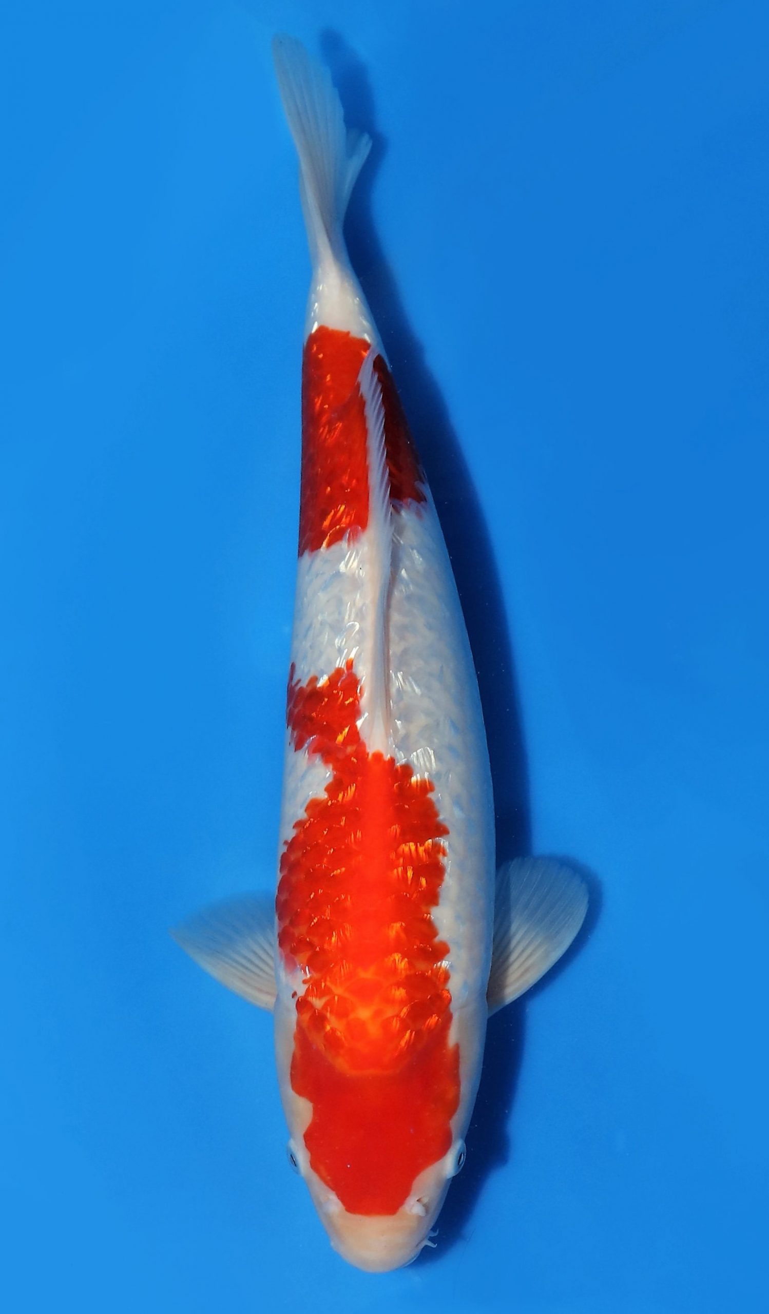 Gin Rin Kohaku - Grand Koi, LLC