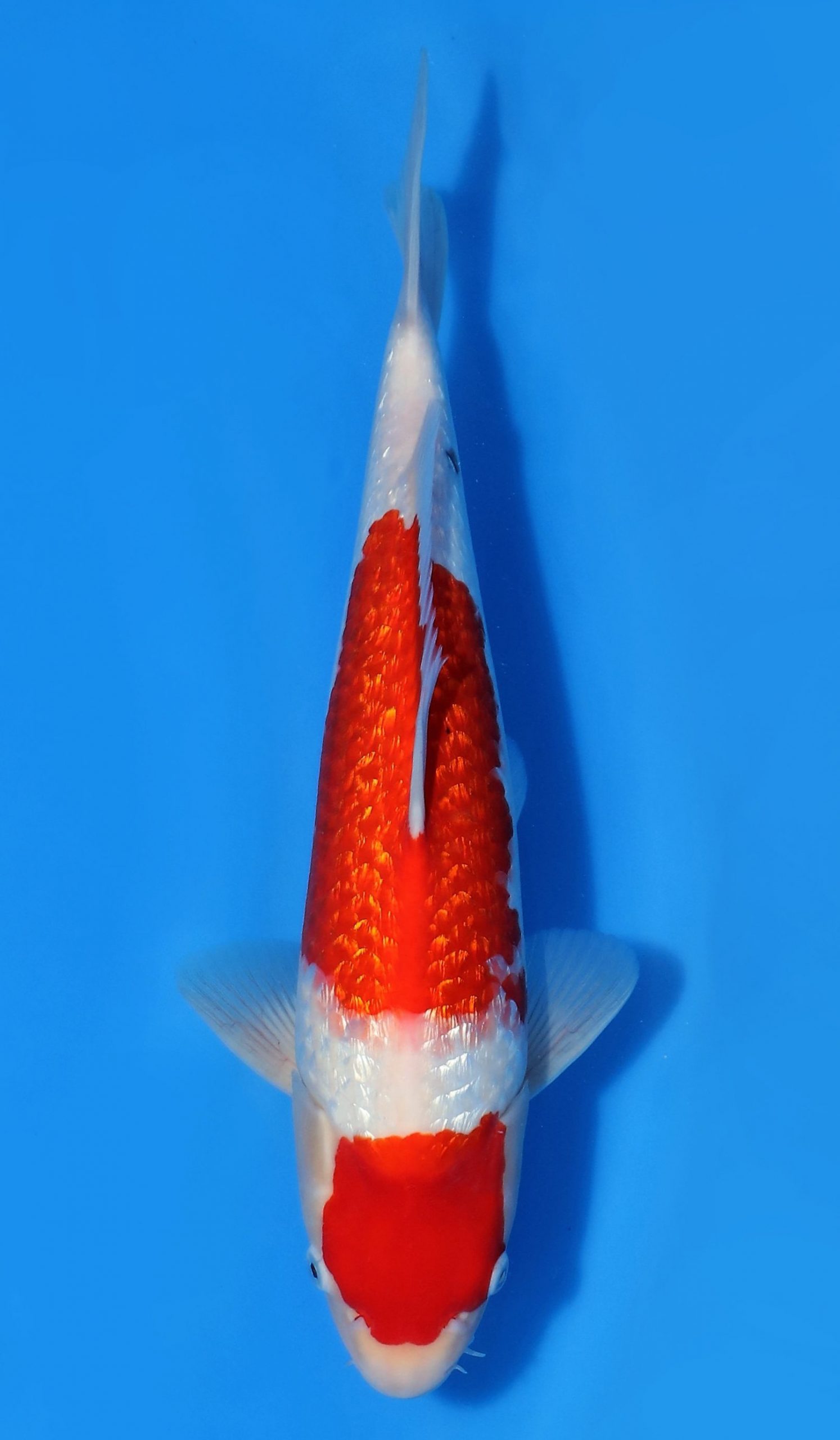 Gin Rin Kohaku - Grand Koi, LLC