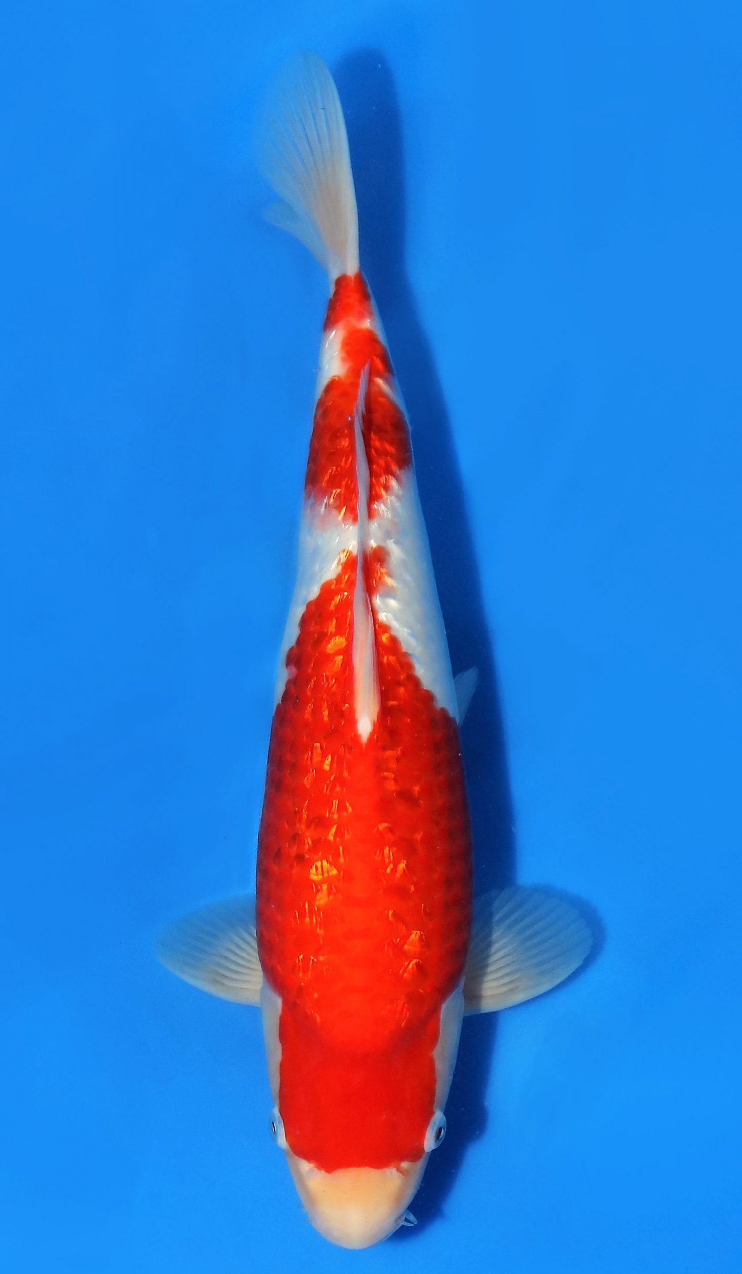 Gin Rin Kohaku SOLD LAM - Grand Koi, LLC