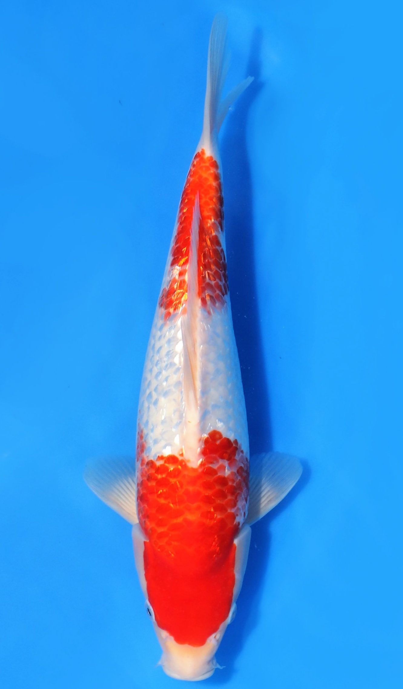 Gin Rin Kohaku - Grand Koi, LLC