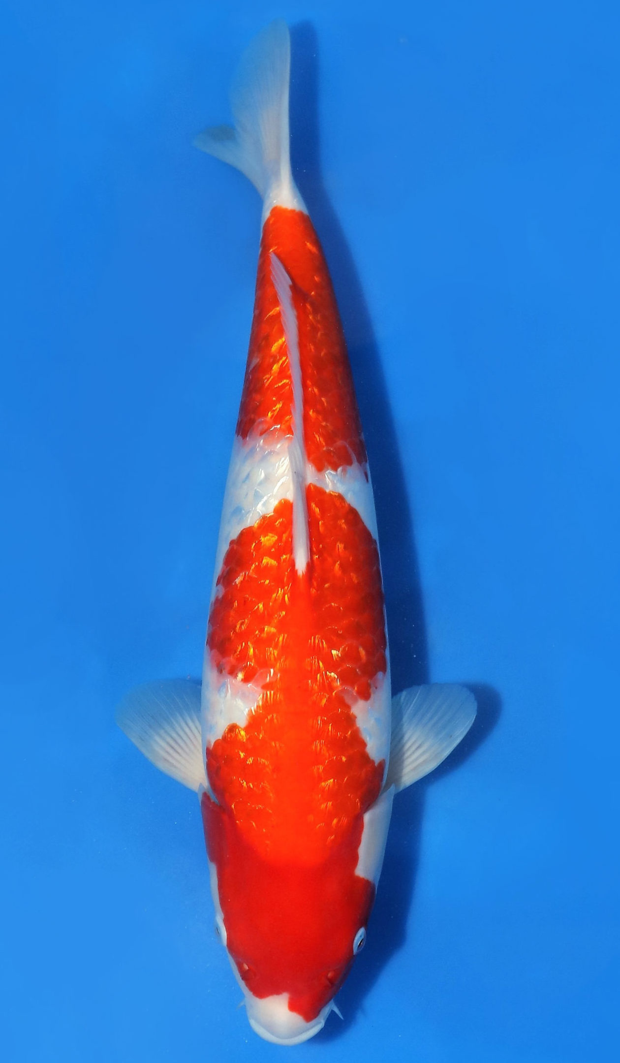 Gin Rin Kohaku SOLD - Grand Koi, LLC