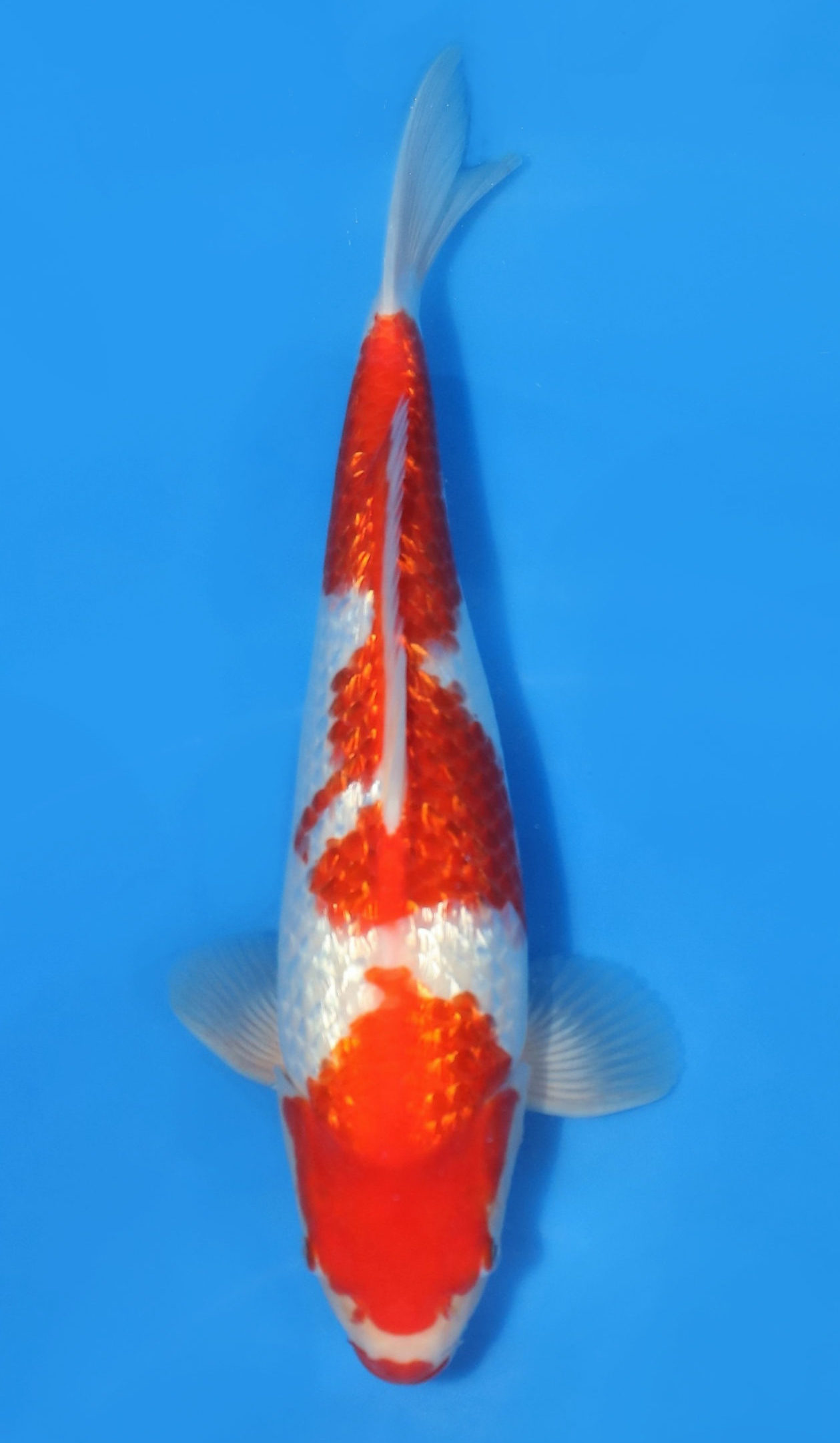 Gin Rin Kohaku ON HOLD TOK 699 - Grand Koi, LLC