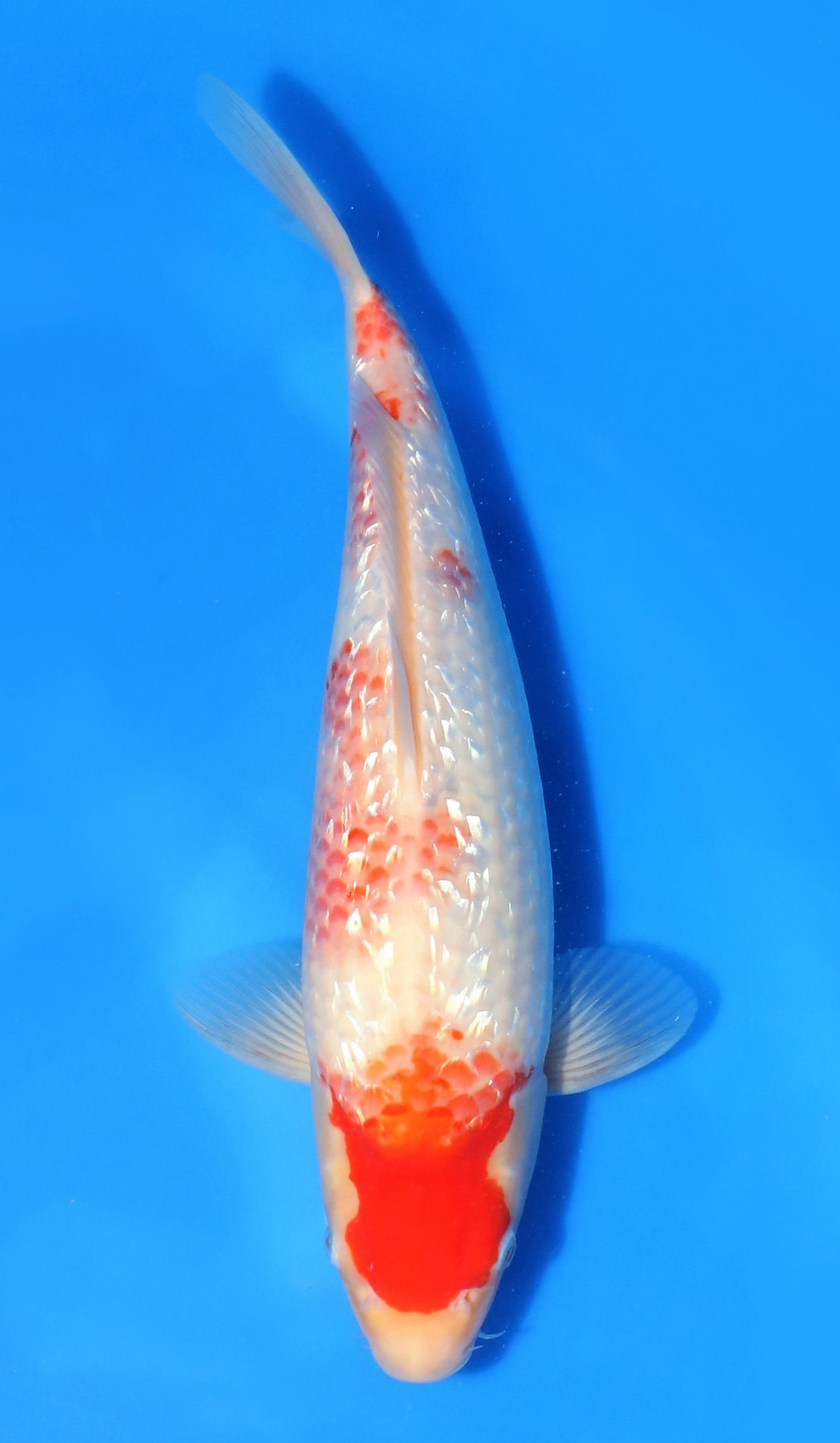 Gin Rin Kohaku - Grand Koi, LLC