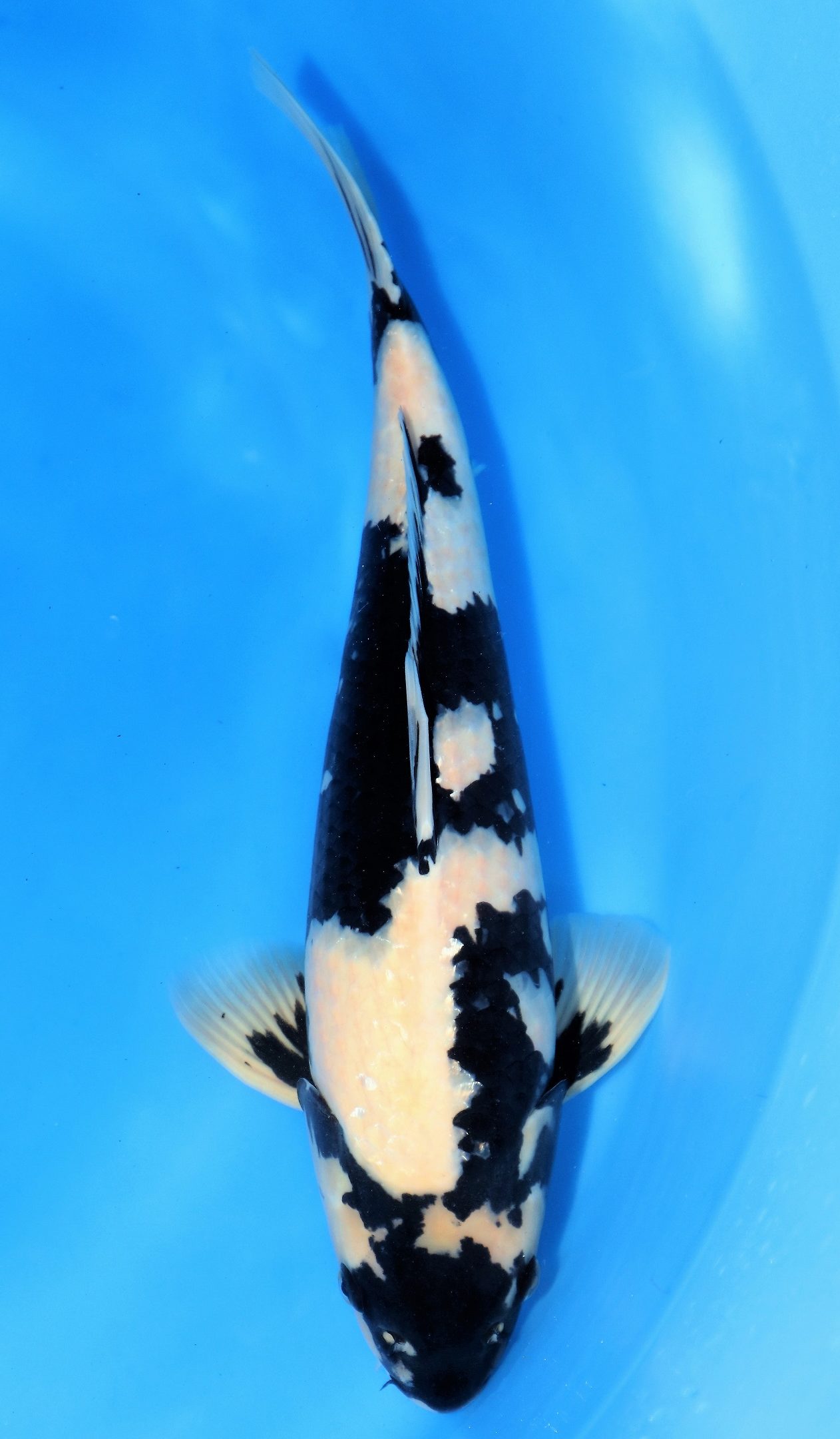 Shiro Utsuri | Shiro Utsuri Koi Fish for Sale