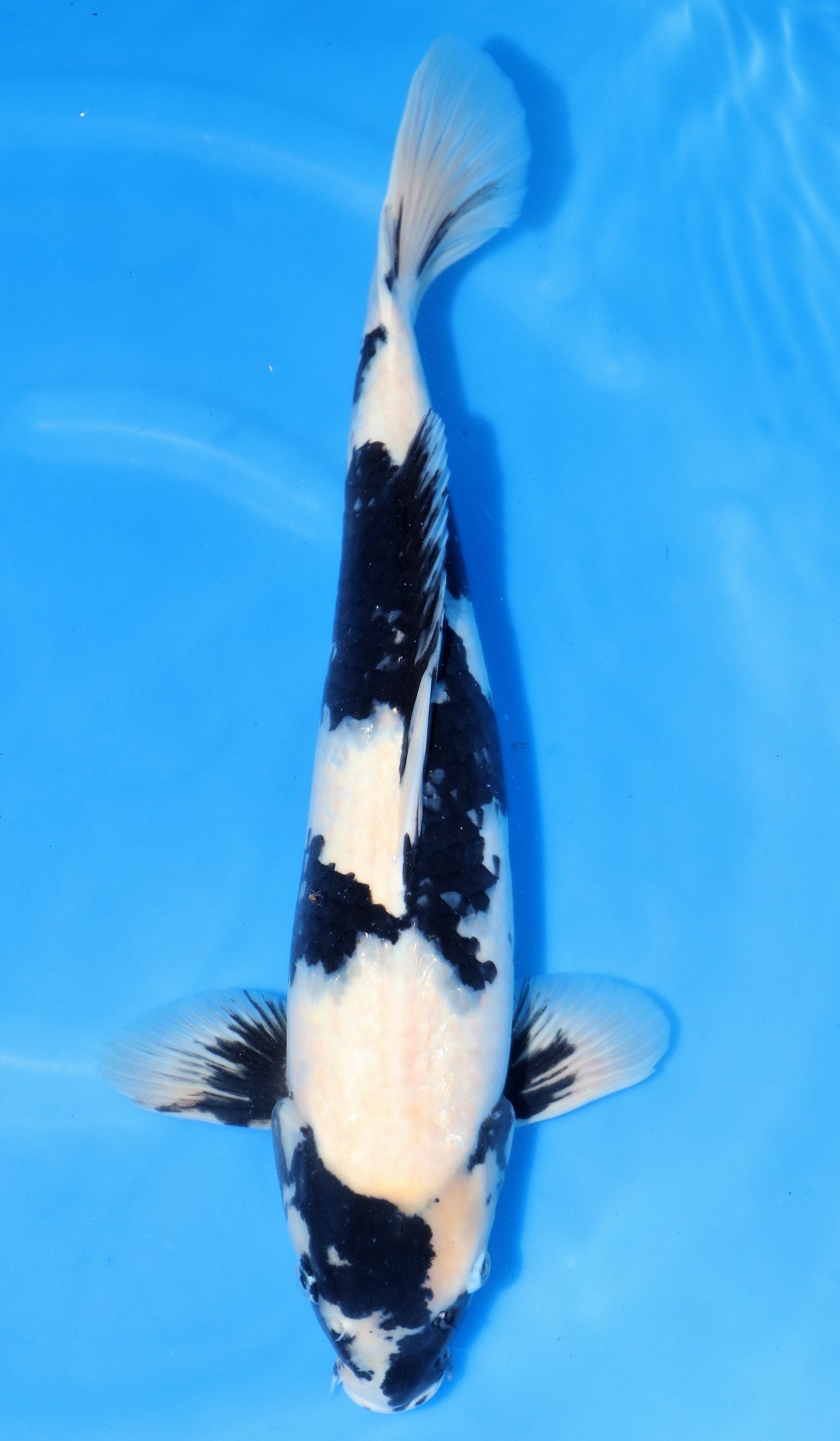 Shiro Utsuri | Shiro Utsuri Koi Fish for Sale