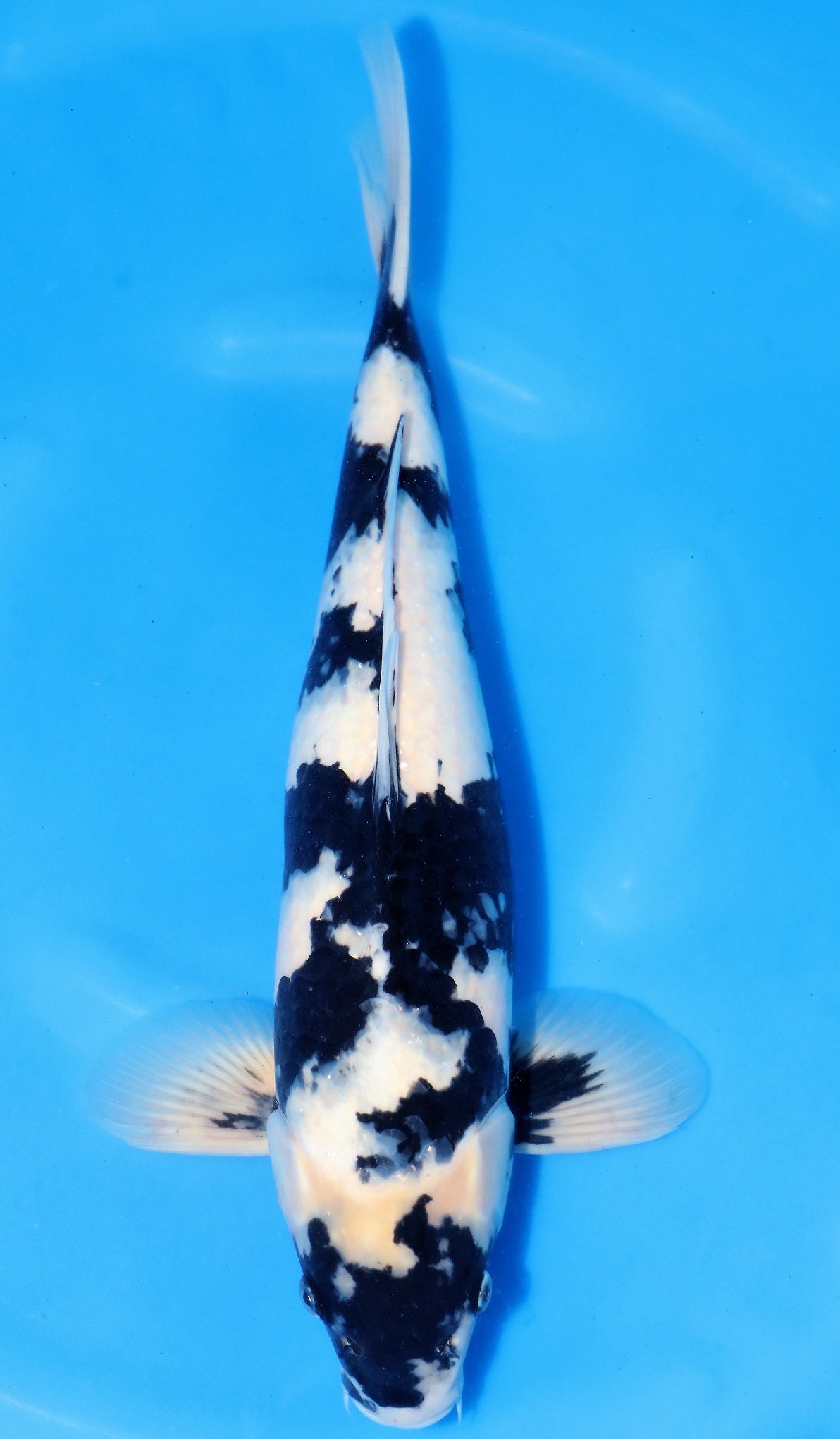 Shiro Utsuri SOLD - Grand Koi, LLC