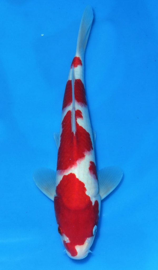 Kohaku SOLD