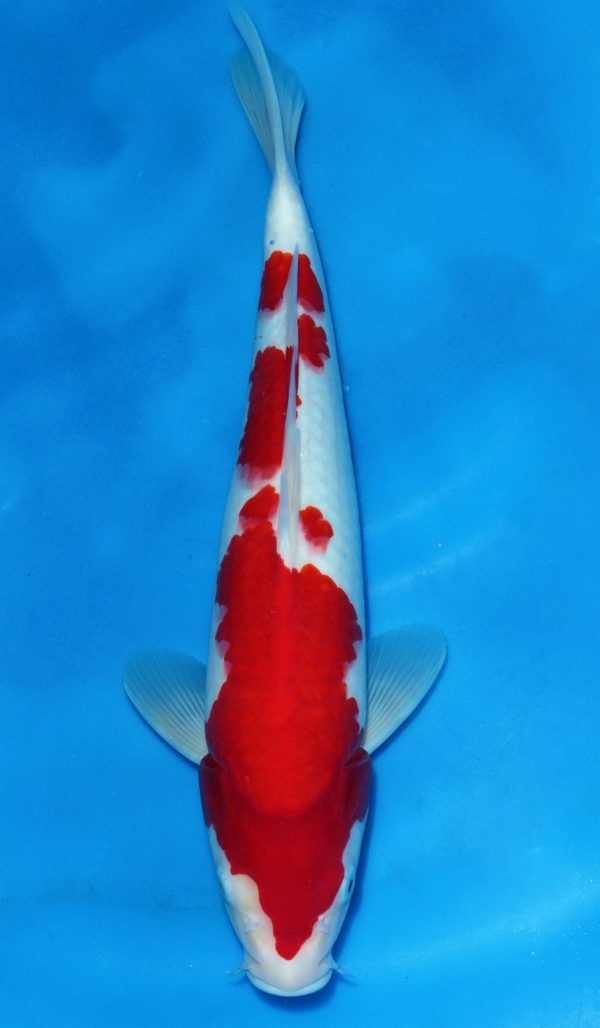 Kohaku SOLD JC