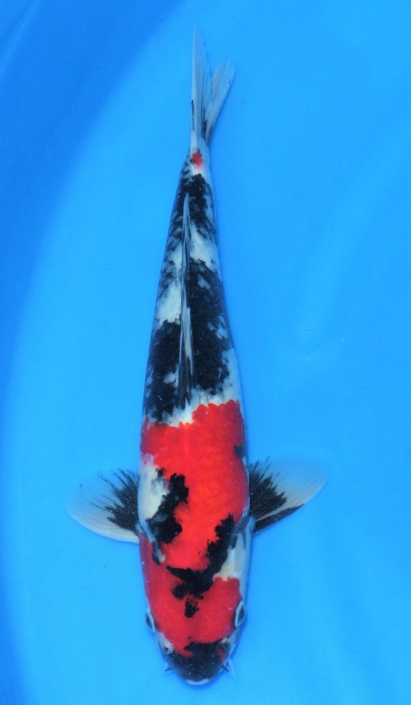 Showa SOLD