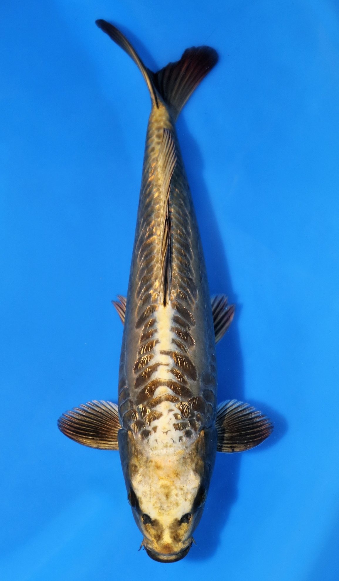 Kabuto Grand Koi, LLC