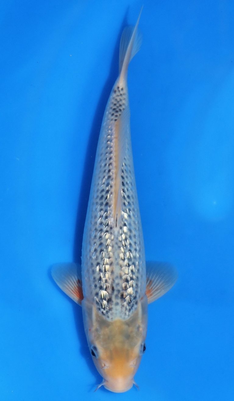 Gin Rin Asagi - Grand Koi, LLC