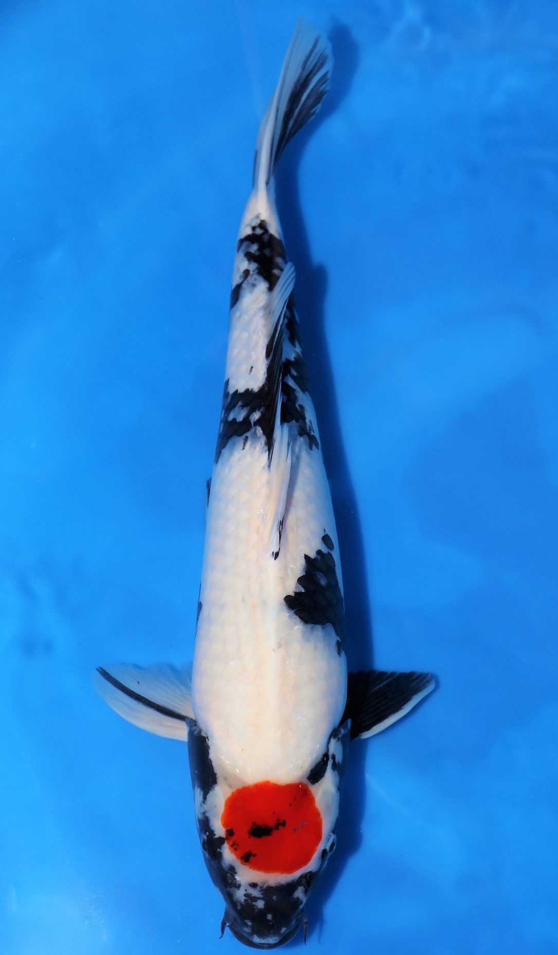 Tancho Showa SOLD - Grand Koi, LLC