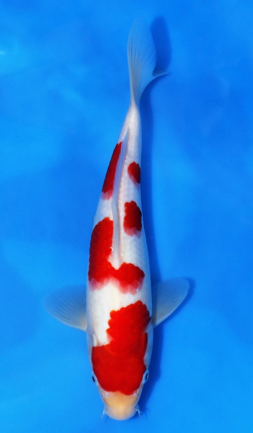 Kohaku - Grand Koi, LLC