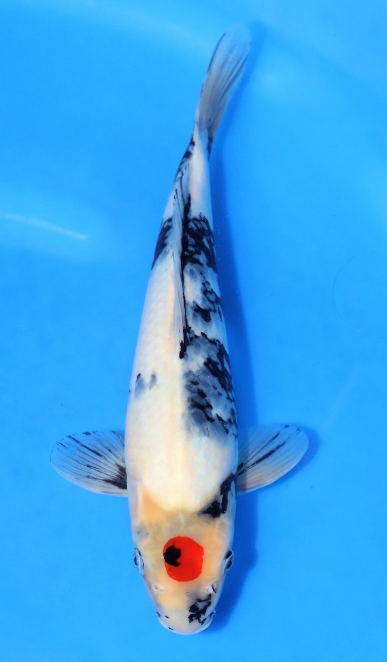 Tancho Showa SOLD | Tancho Showa SOLD Koi Fish for Sale