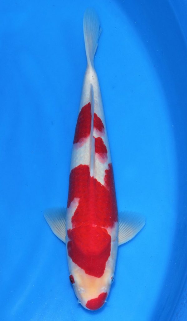 Kohaku SOLD