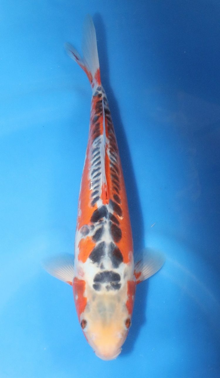 Shusui SOLD NYC - Grand Koi, LLC