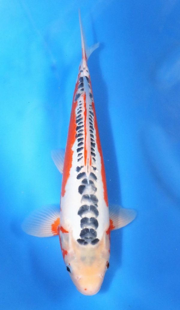 Shusui SOLD