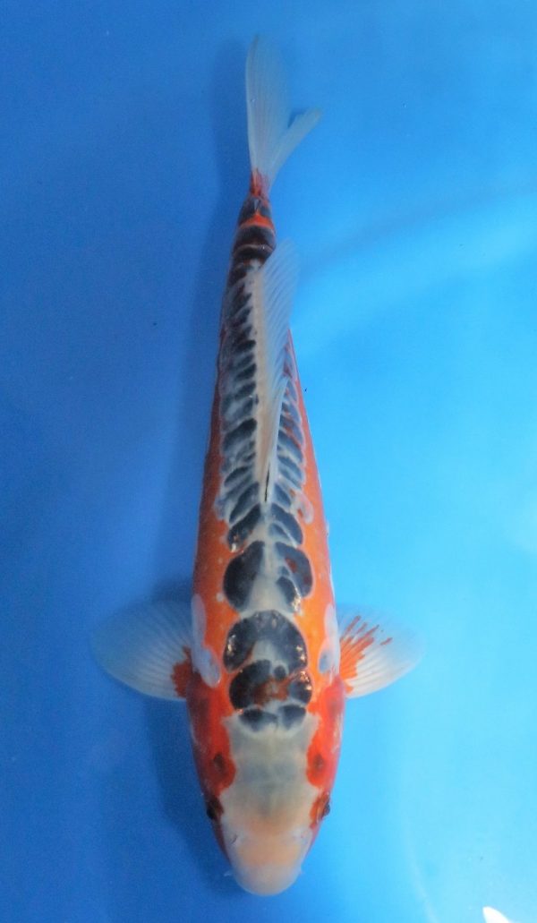 Shusui SOLD